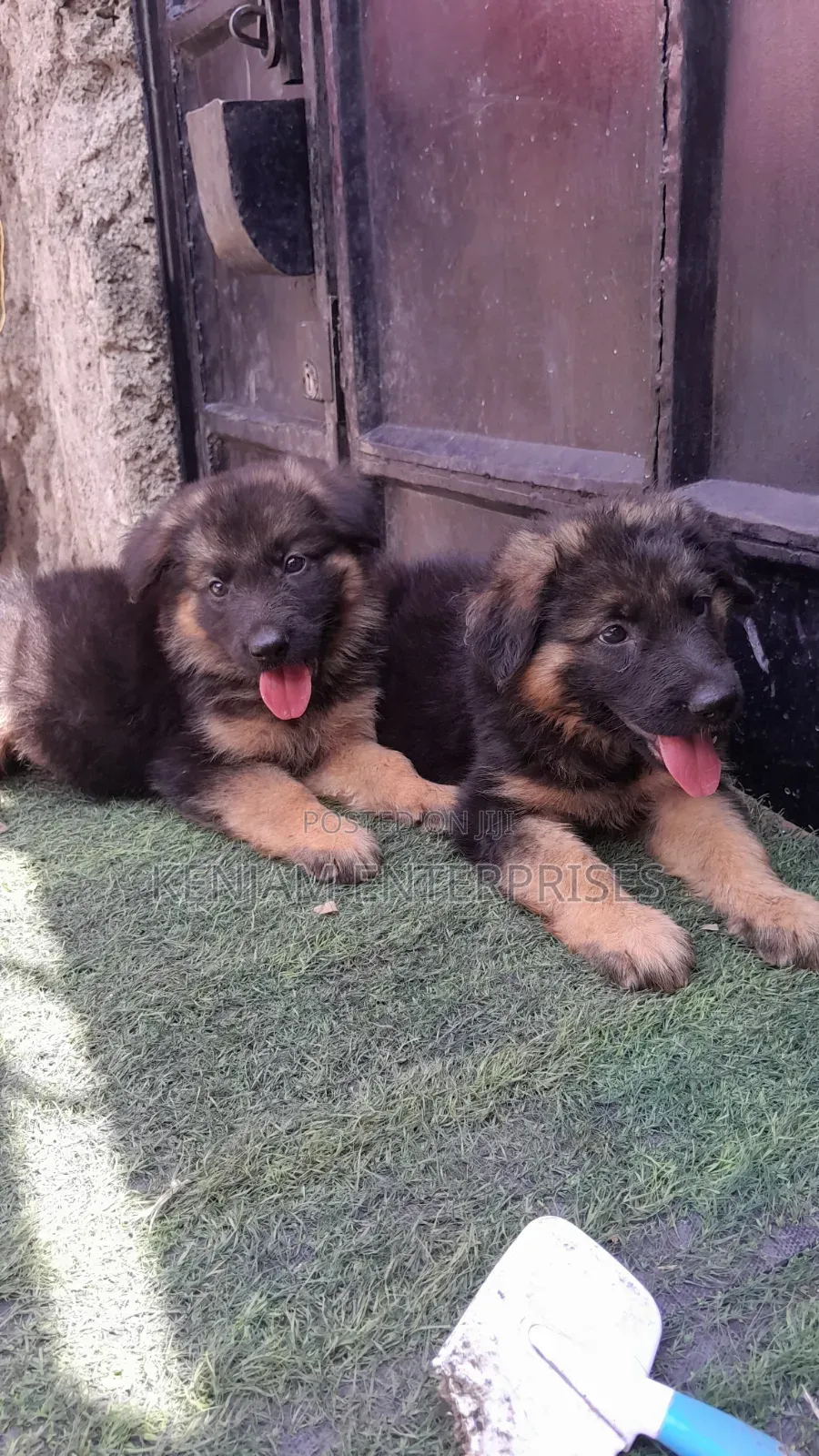 1-3 months Male Purebred German Shepherd