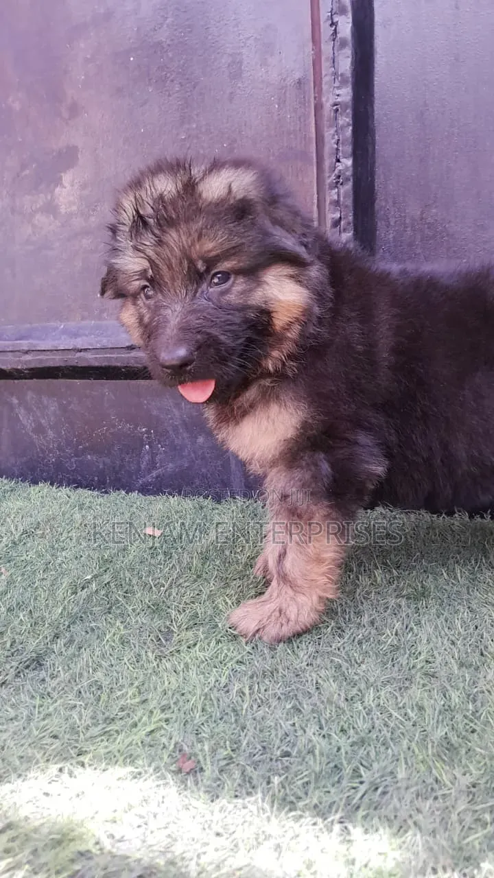 1-3 months Male Purebred German Shepherd