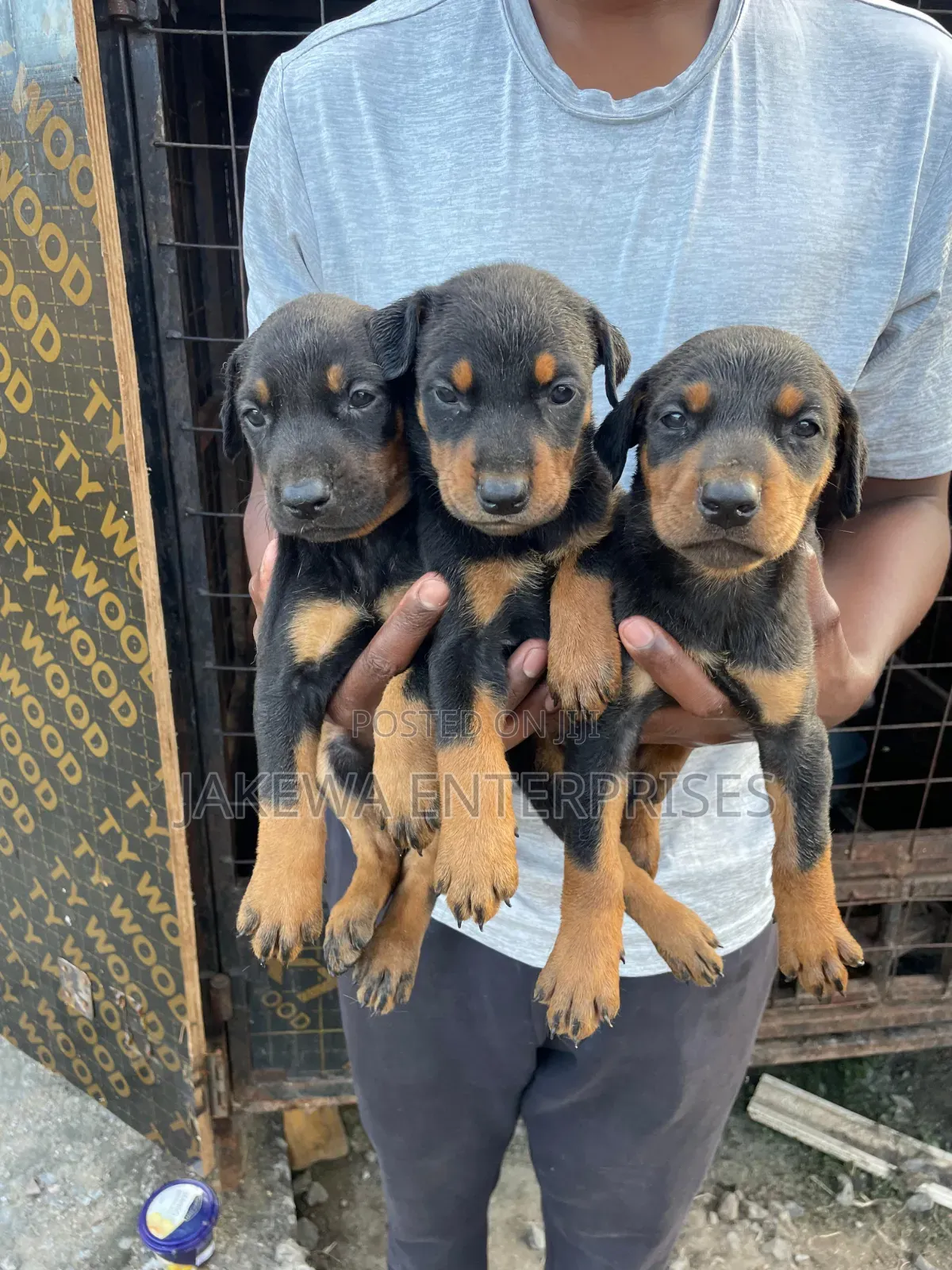 1-3 months Female Purebred Doberman Pinscher