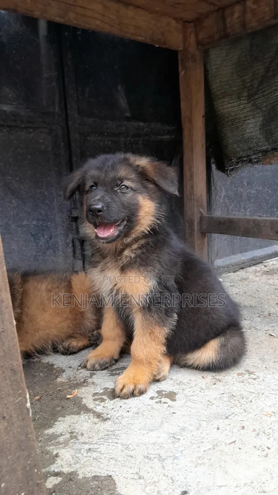 1-3 months Male Purebred German Shepherd