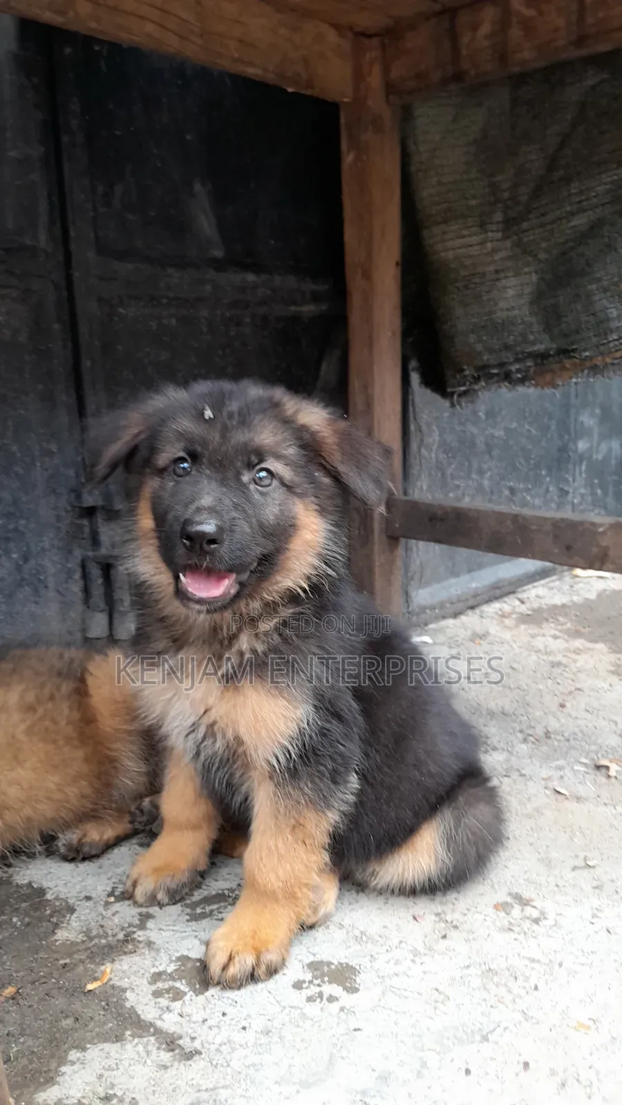 1-3 months Male Purebred German Shepherd