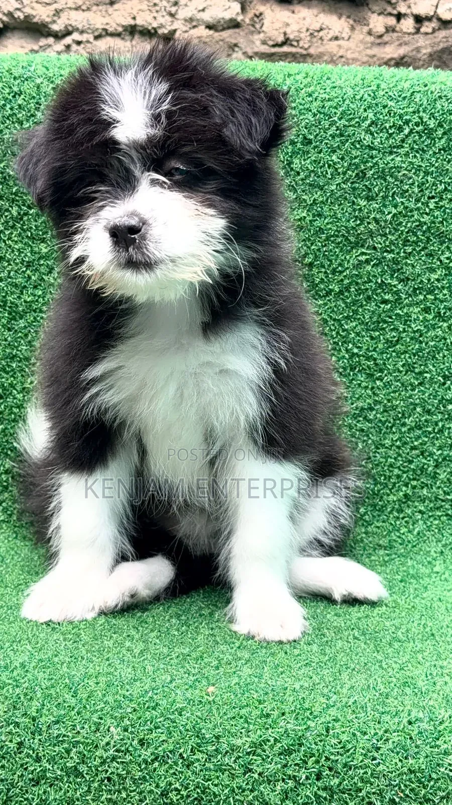 1-3 months Male Purebred Havanese