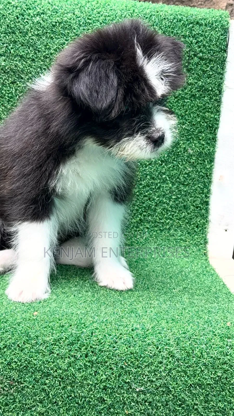 1-3 months Male Purebred Havanese