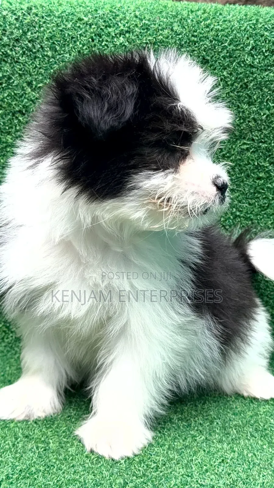 1-3 months Male Purebred Havanese