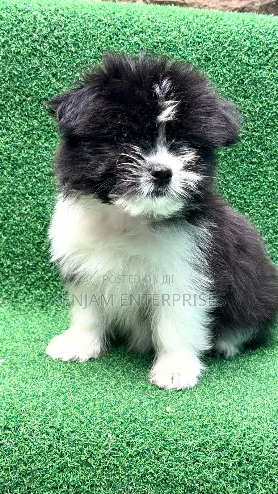 1-3 months Female Purebred Havanese