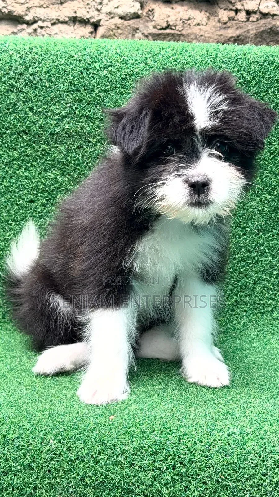 1-3 months Male Purebred Havanese