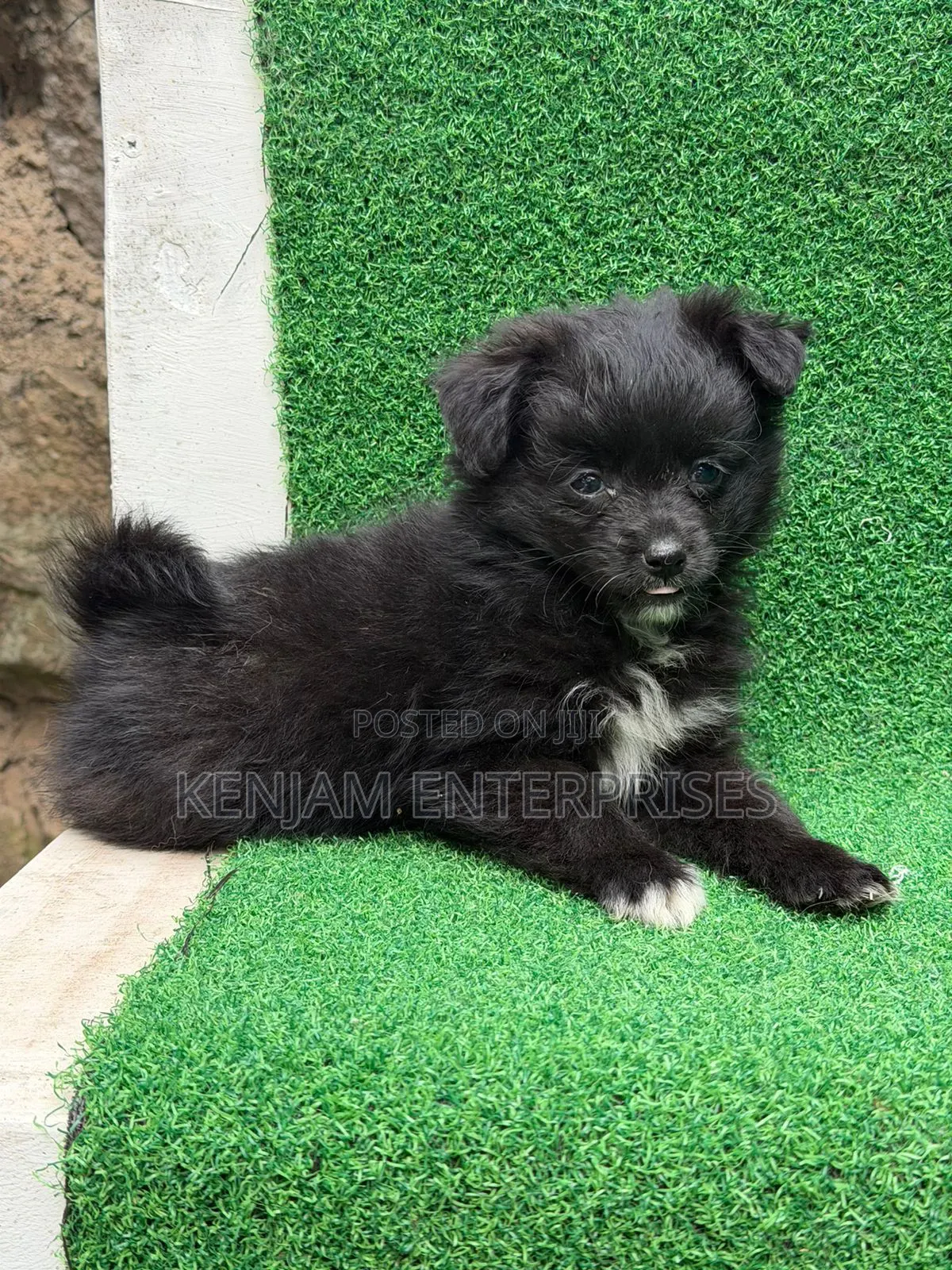 1-3 months Male Purebred Havanese