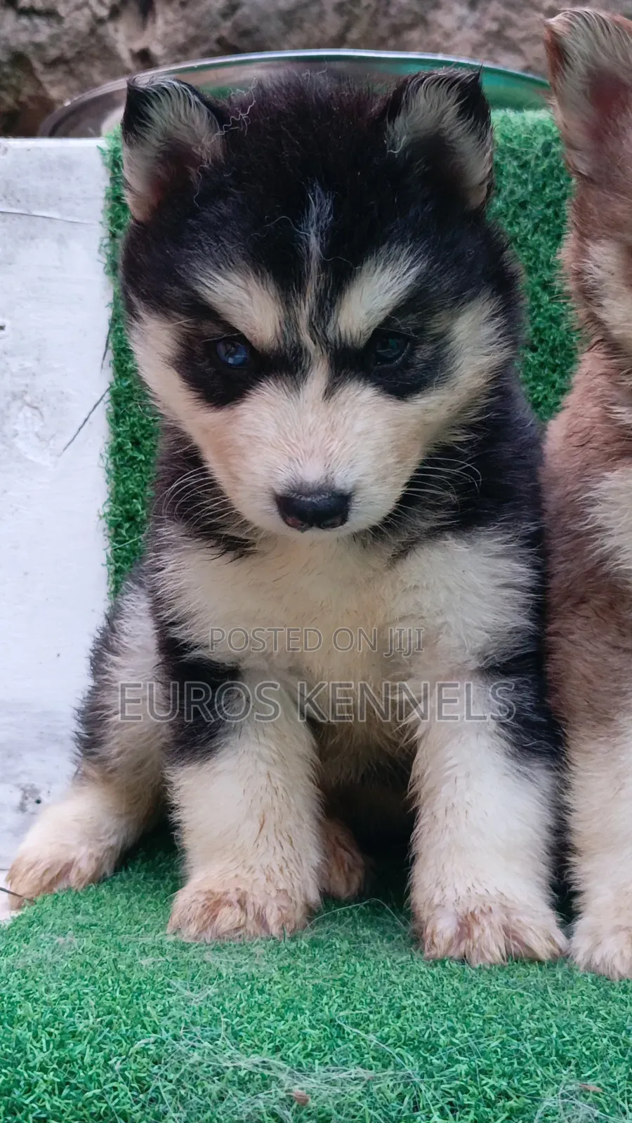 1-3 months Female Purebred Siberian Husky