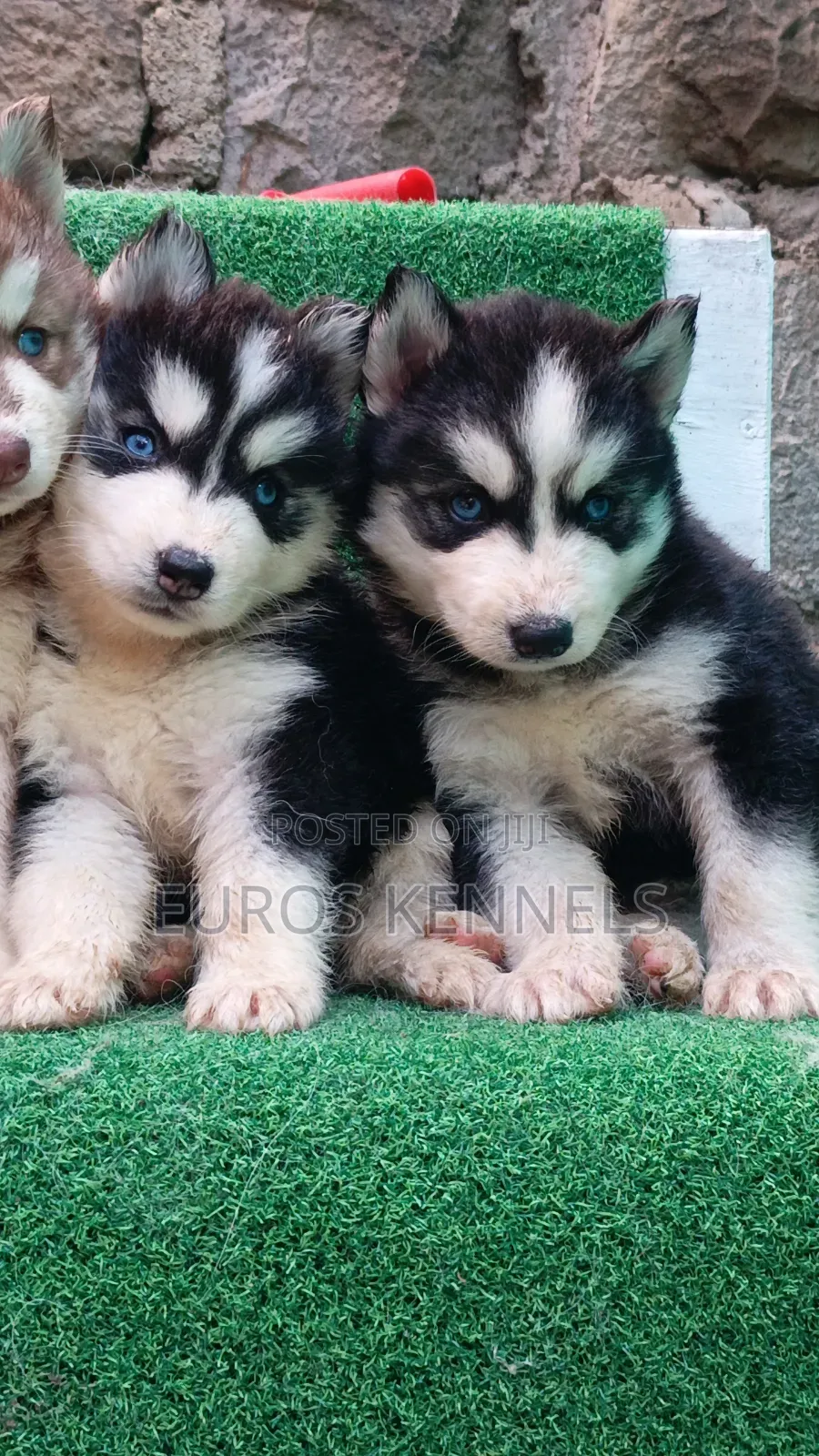 1-3 months Female Purebred Siberian Husky