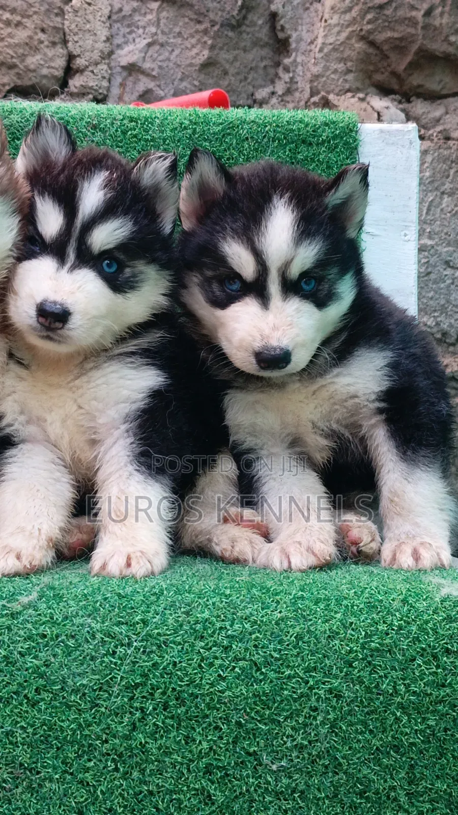1-3 months Female Purebred Siberian Husky