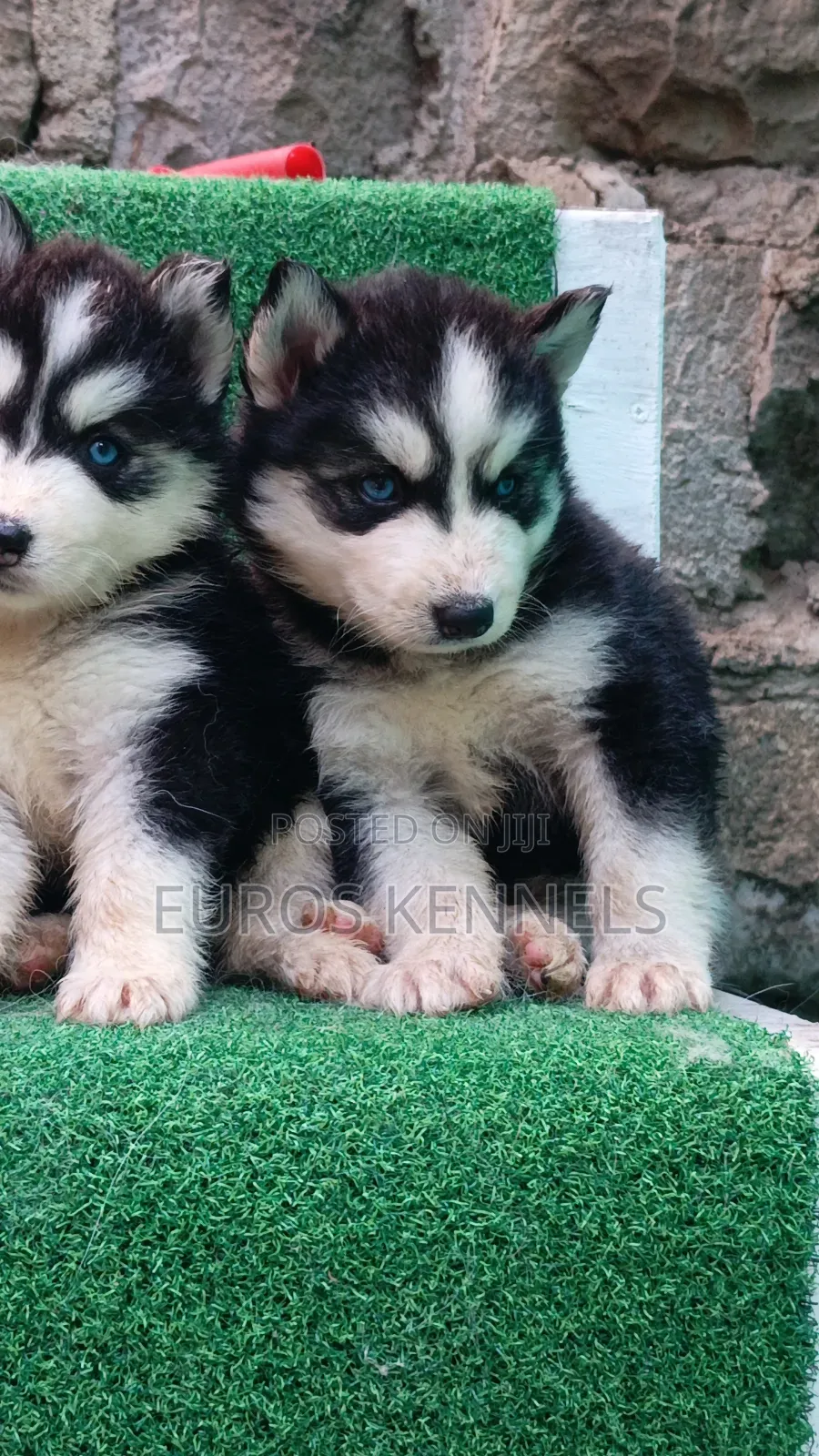 1-3 months Female Purebred Siberian Husky