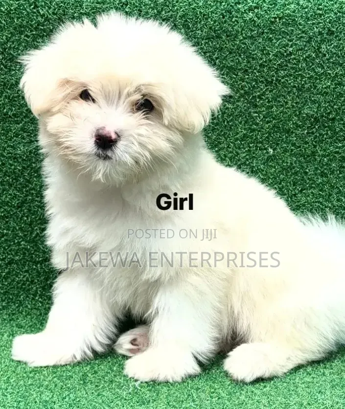 1-3 months Female Purebred Havanese