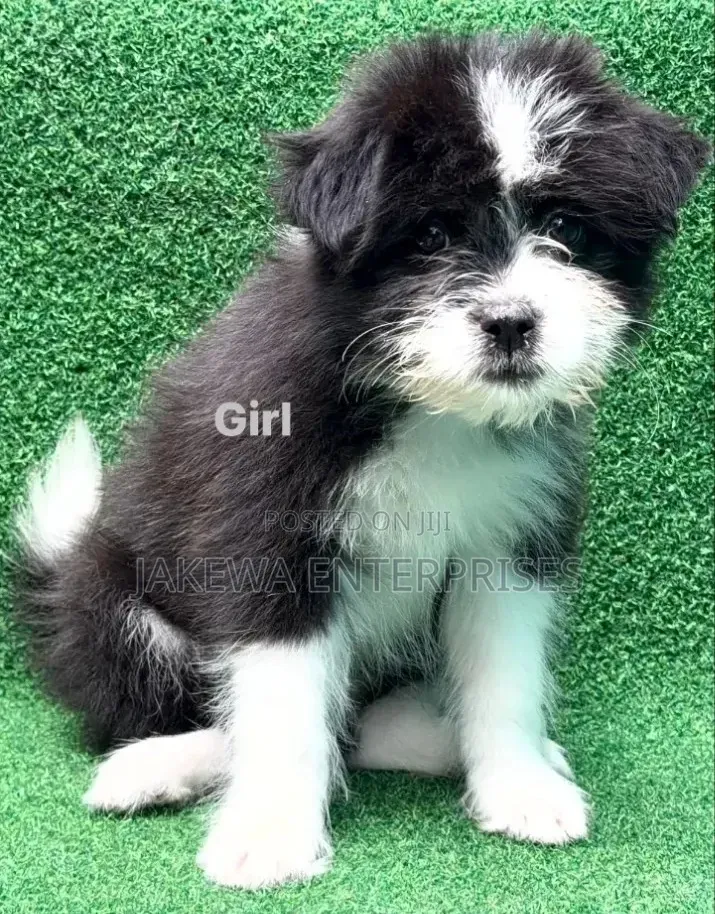 1-3 months Female Purebred Havanese
