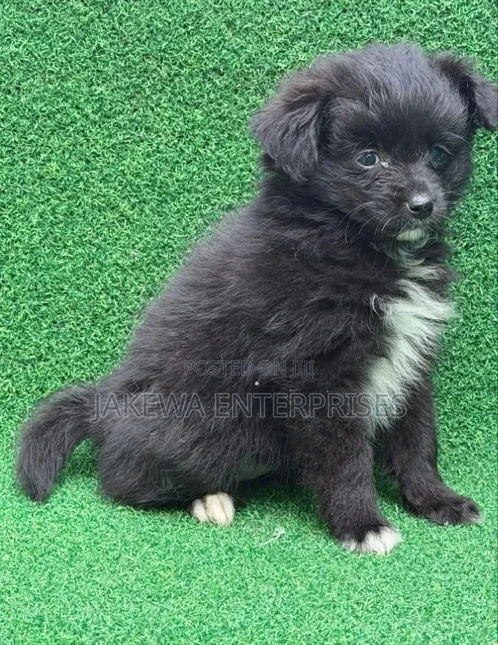 1-3 months Male Purebred Havanese