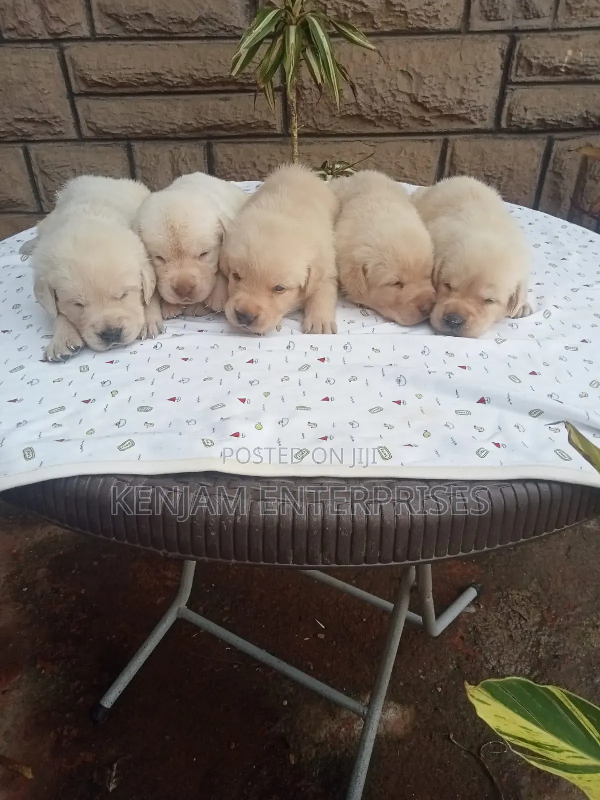 1-3 months Male Purebred Labrador Retriever