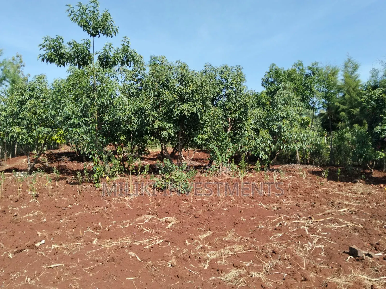 1.5 Acres on Sale at Sabasaba-Kamahuha