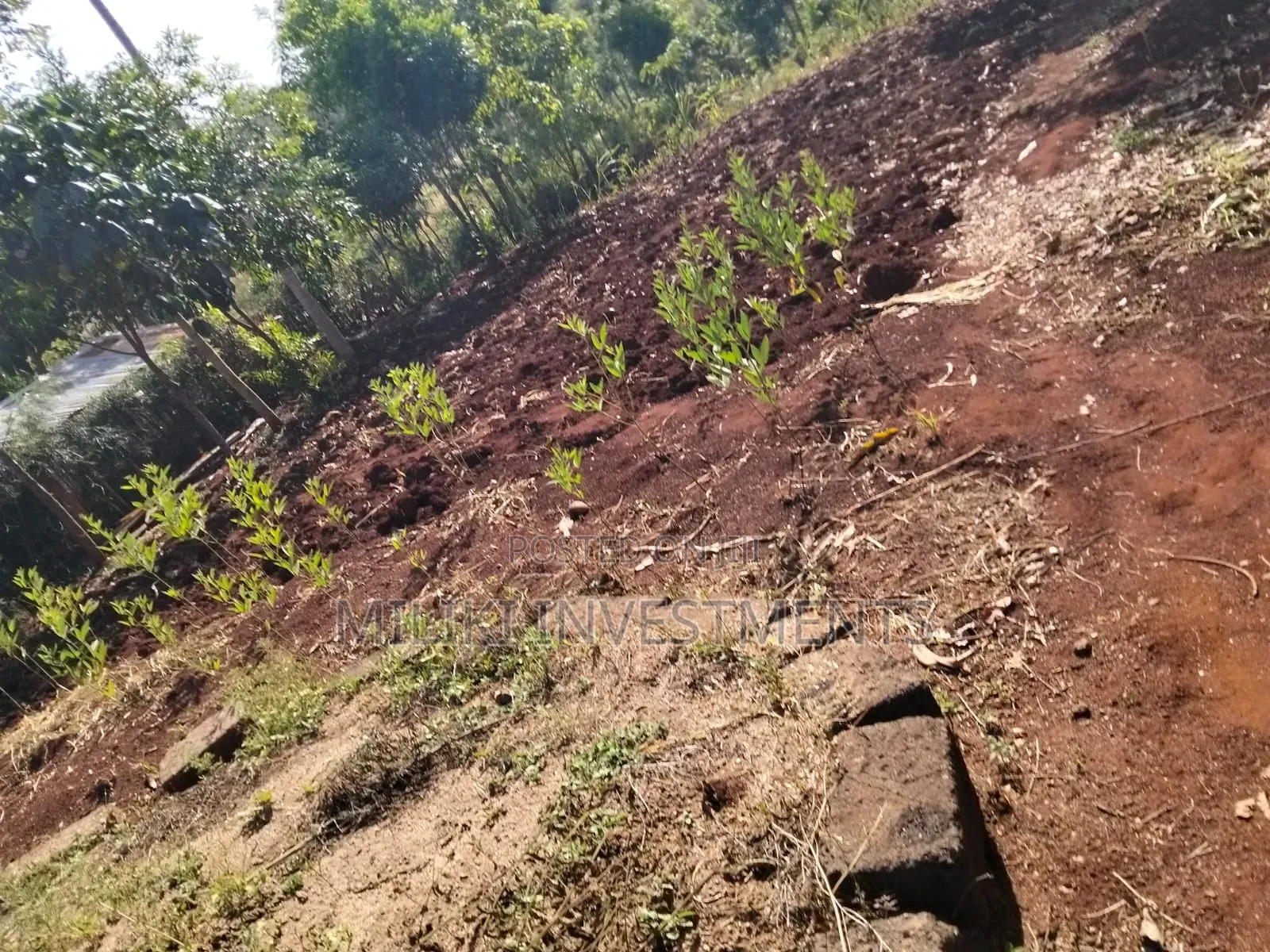 1.5 Acres on Sale at Sabasaba-Kamahuha