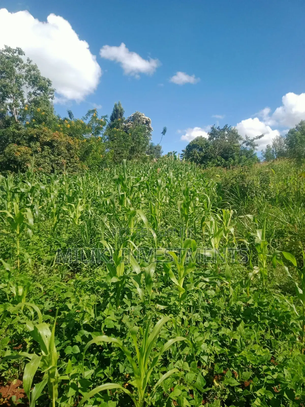 Half an Acre on Sale at Sabasaba-Gathuri