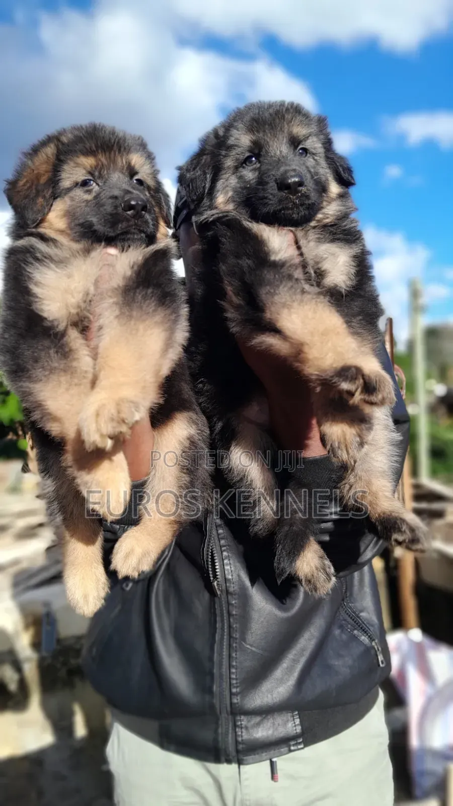 1-3 months Male Purebred German Shepherd
