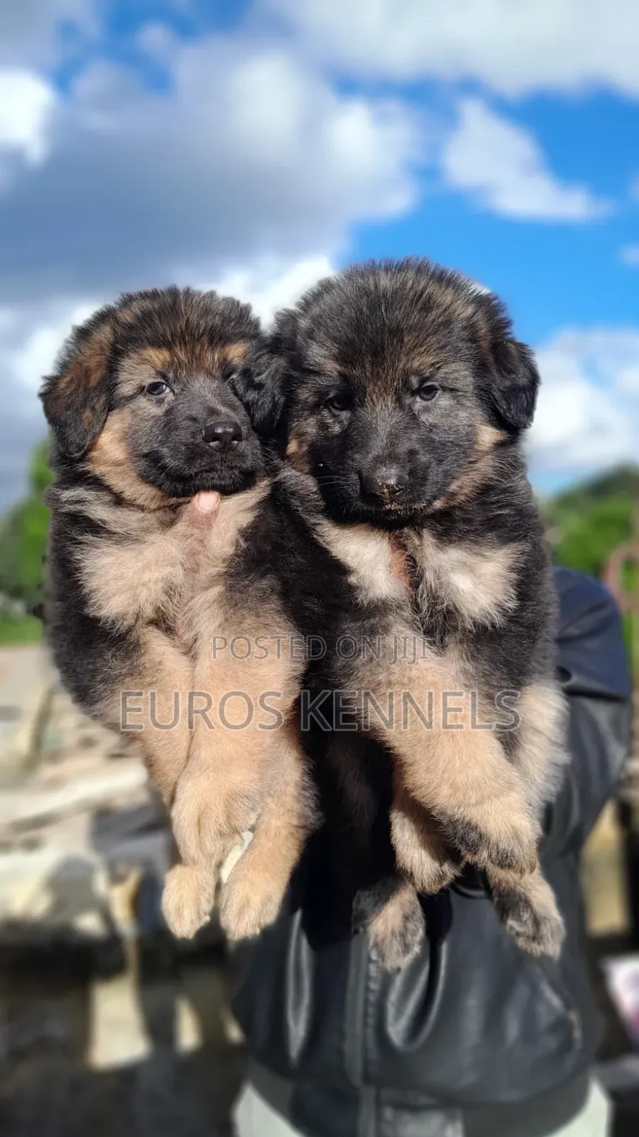 1-3 months Male Purebred German Shepherd