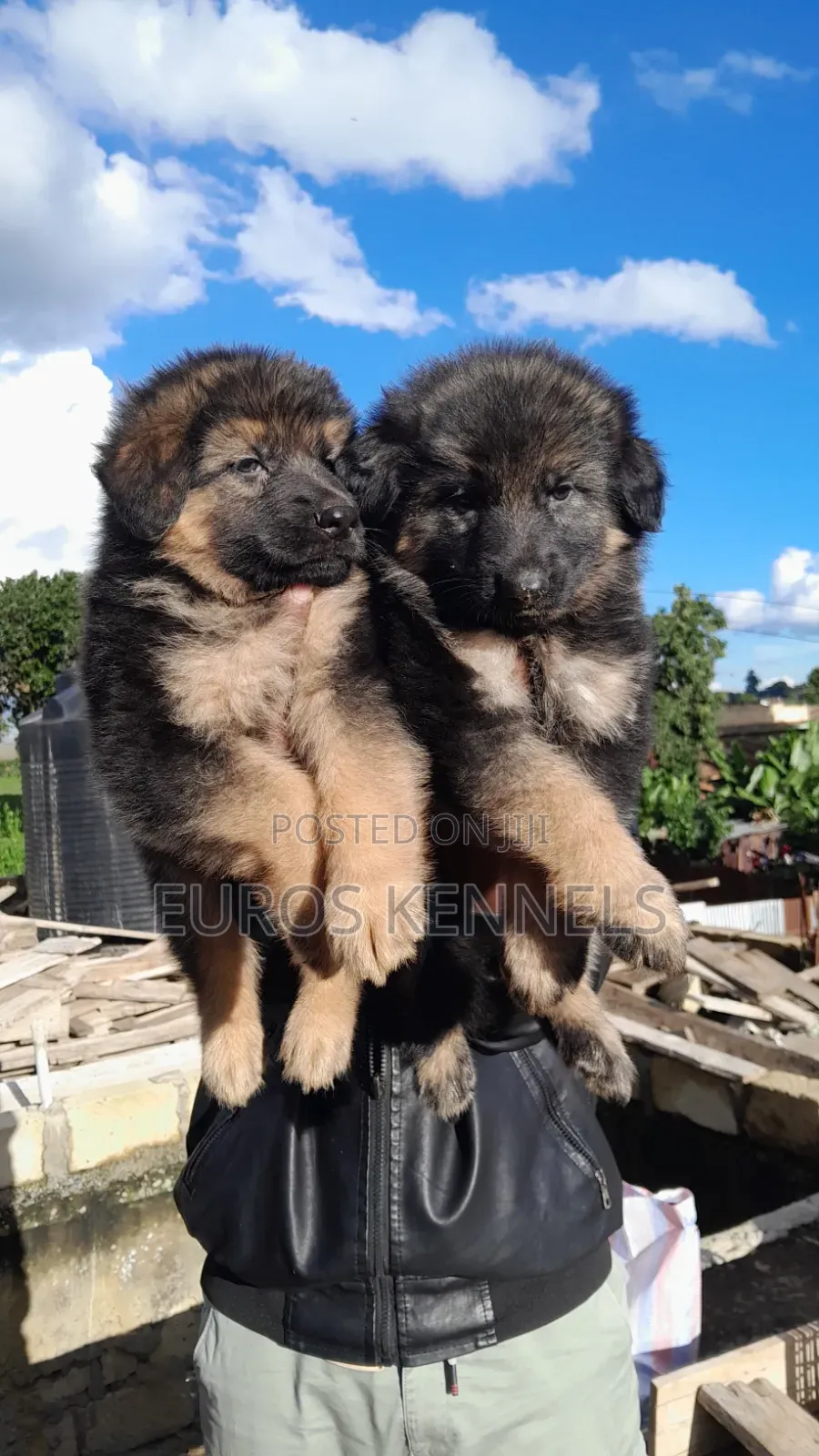 1-3 months Male Purebred German Shepherd