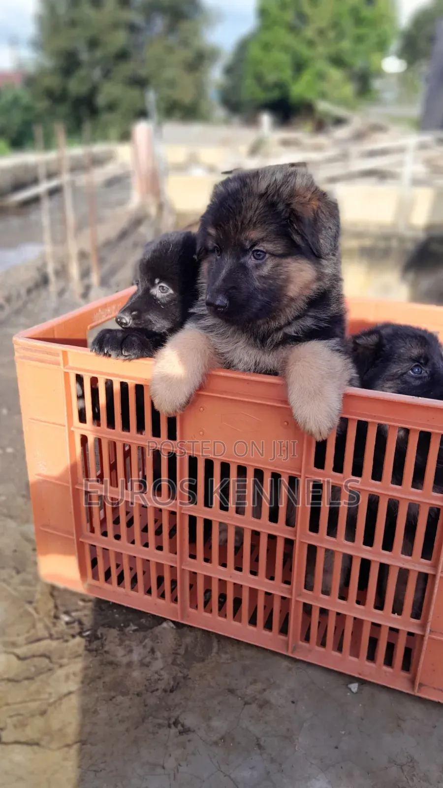 1-3 months Female Purebred German Shepherd