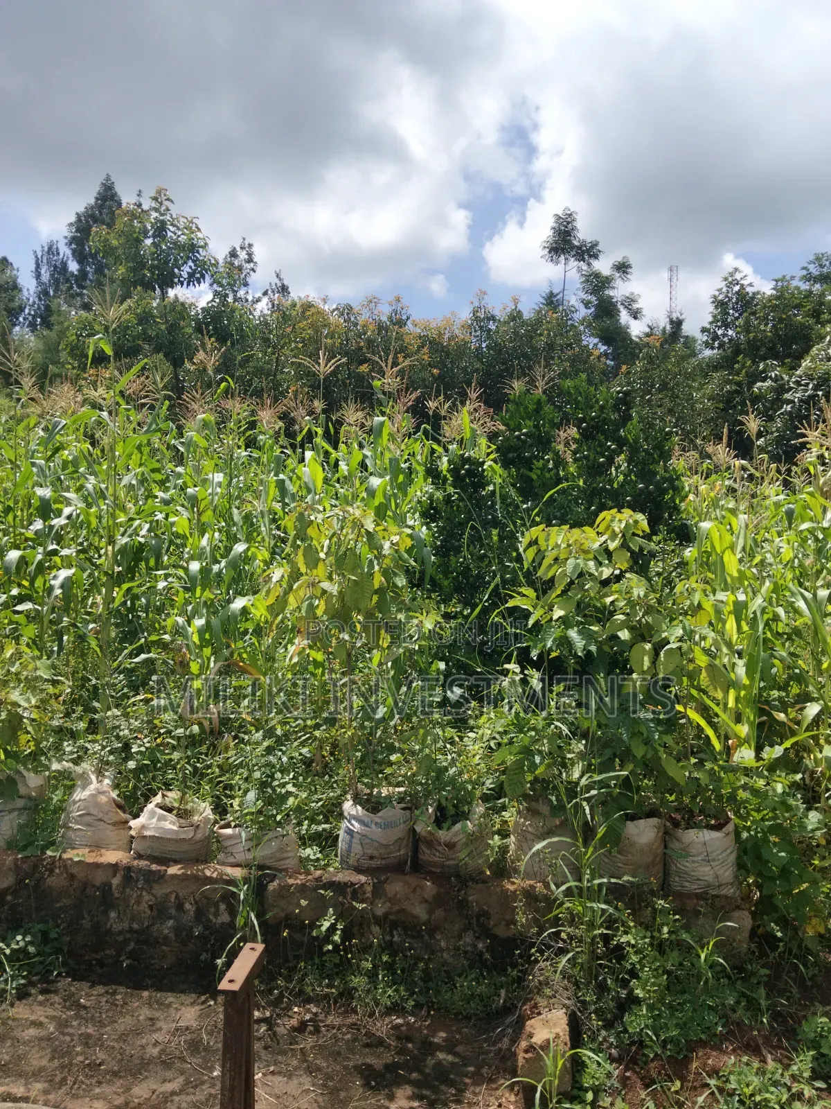 1.5 Acres on Sale at Sabasaba-Kamahuha