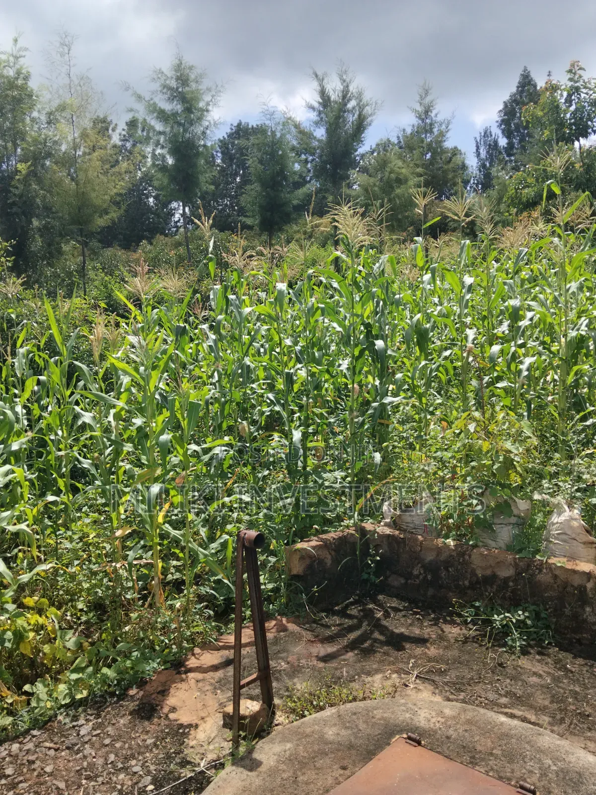 1.5 Acres on Sale at Sabasaba-Kamahuha