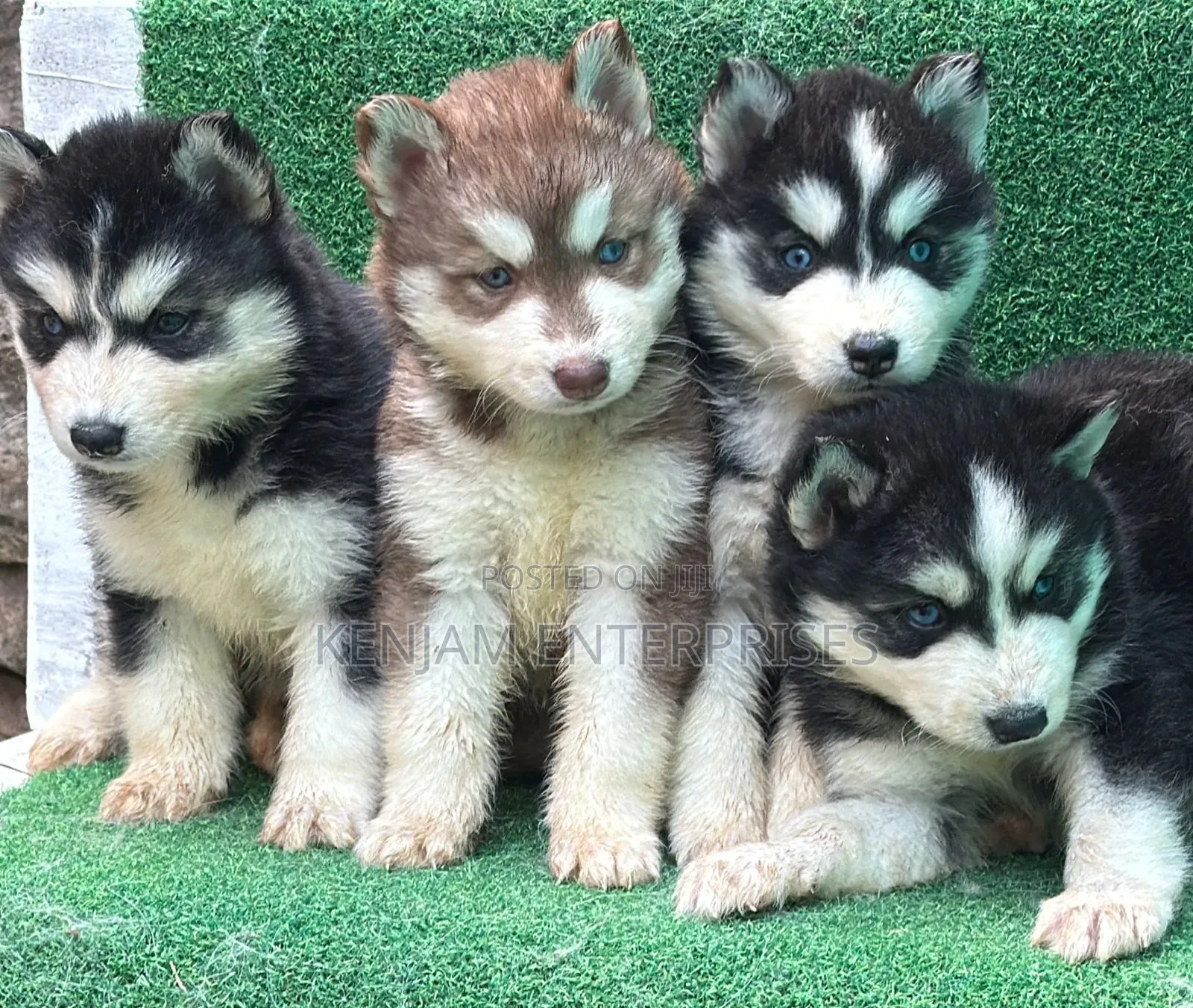 1-3 months Male Purebred Siberian Husky