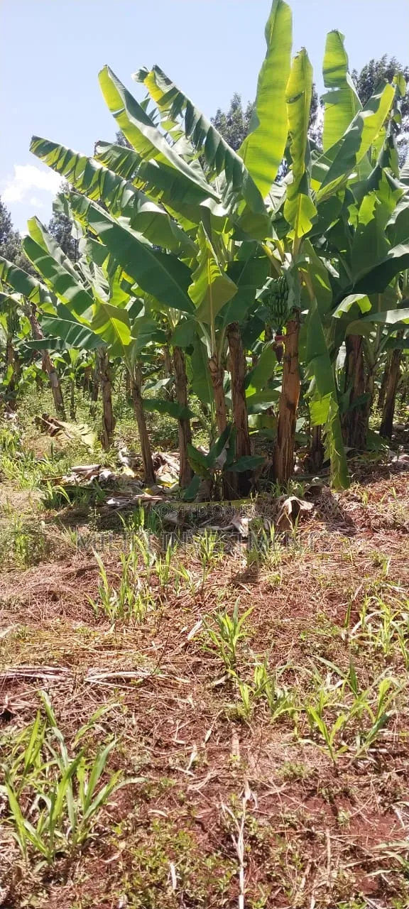 3 Acres on Sale at Summary- Maragua