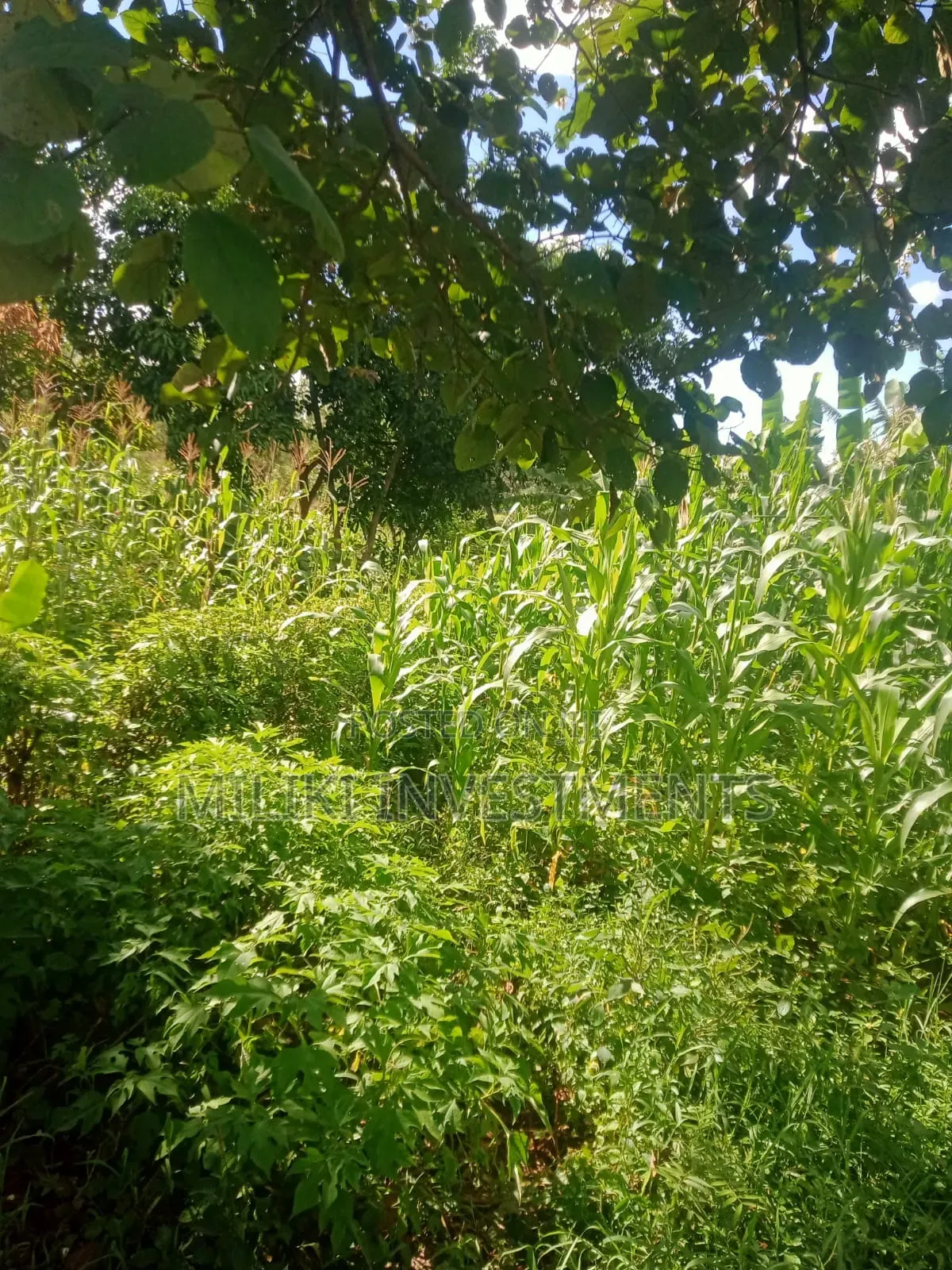 Half an Acre on Sale at Sabasaba-Murang'A