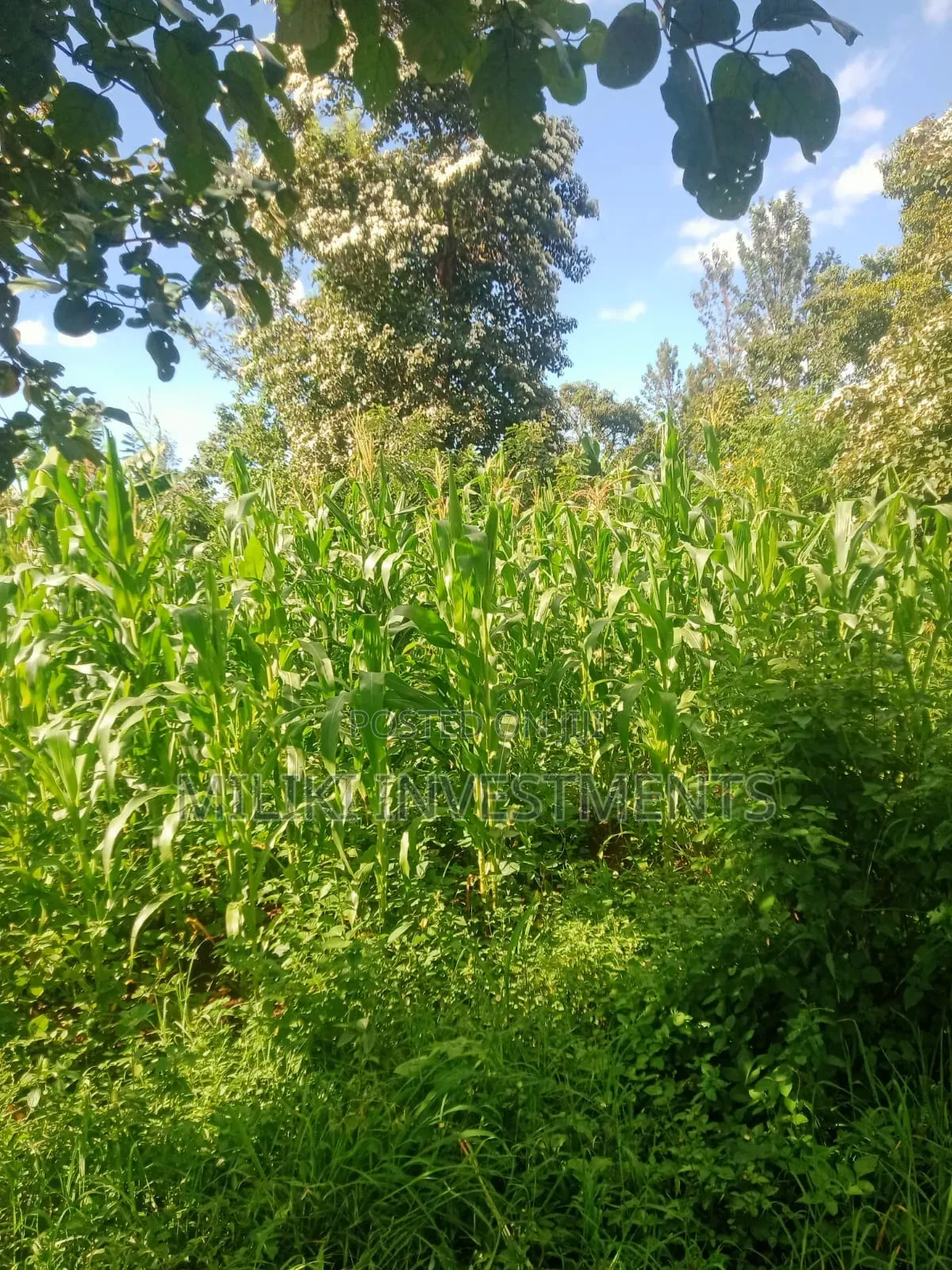 Half an Acre on Sale at Sabasaba-Murang'A