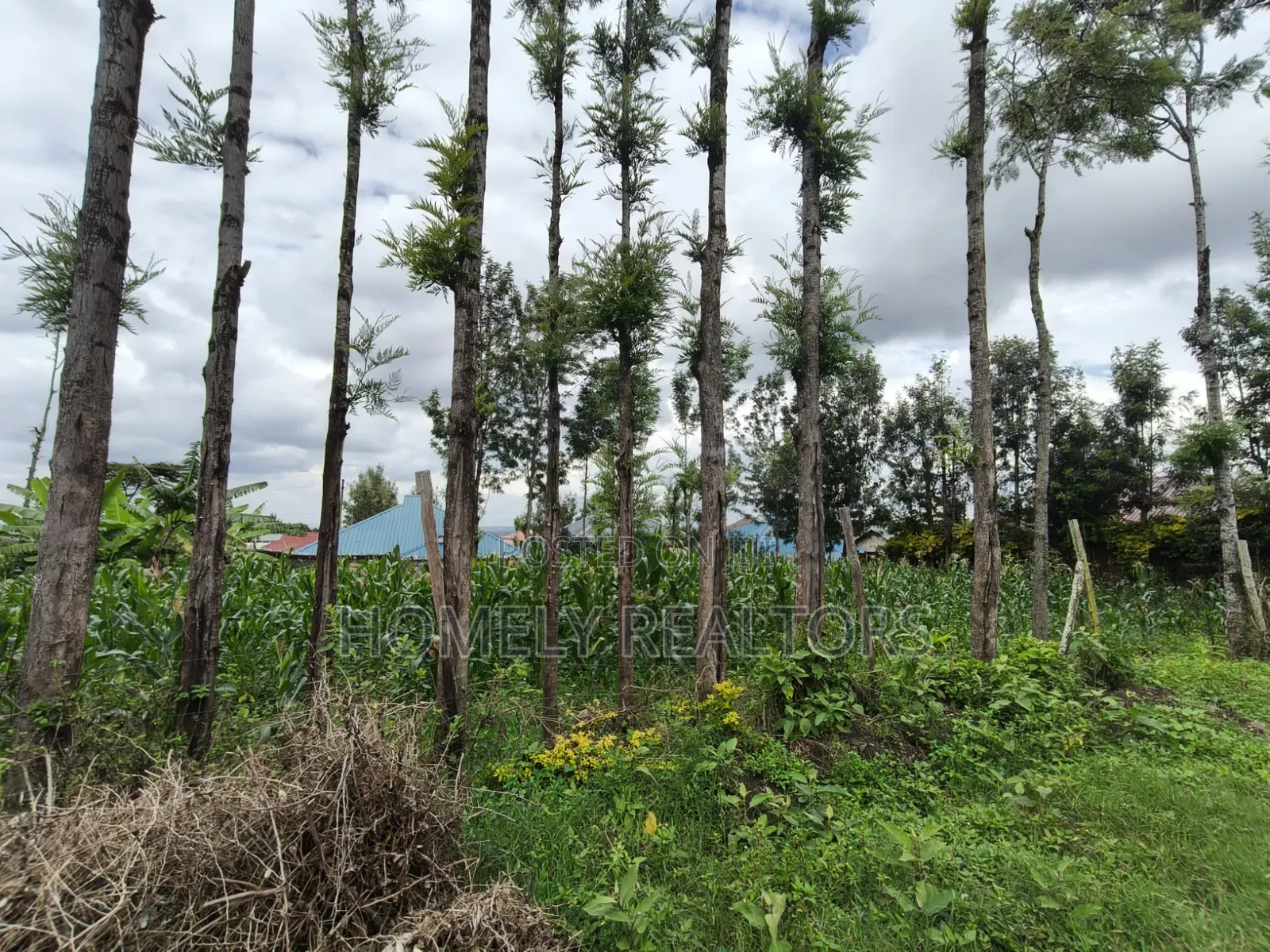Quarter Acre Plot for Sale in Ngong Along Oloika Road
