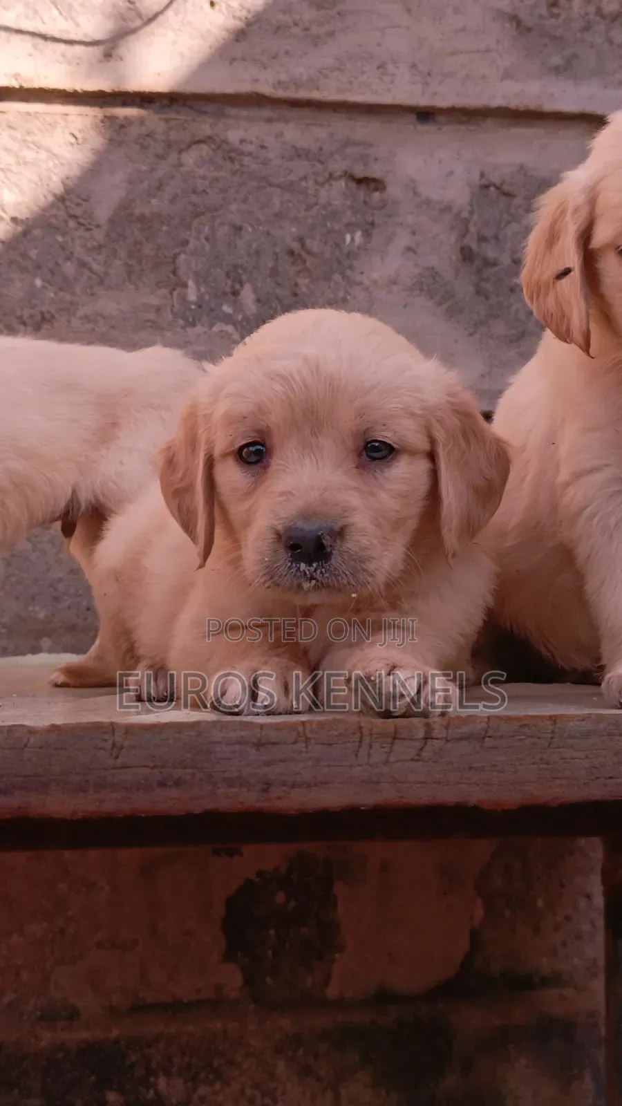 1-3 months Female Purebred Golden Retriever