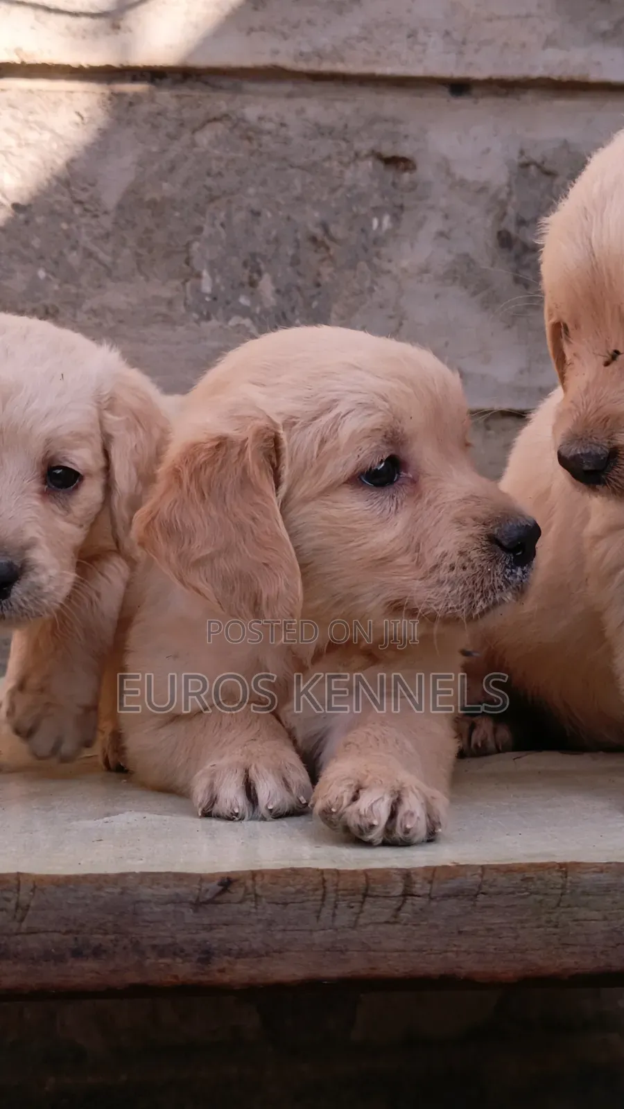 1-3 months Female Purebred Golden Retriever