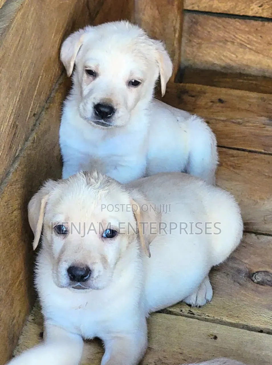 1-3 months Male Purebred Labrador Retriever