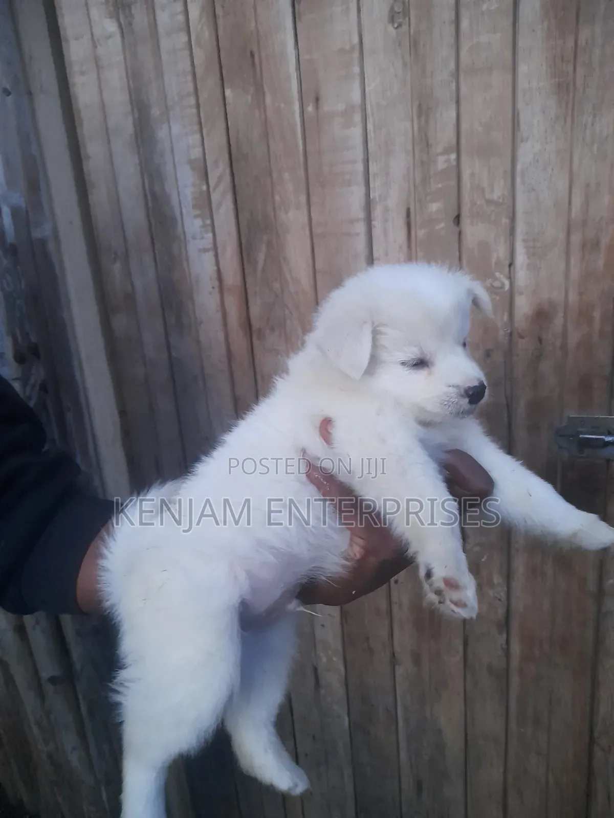 1-3 months Male Purebred Japanese Spitz