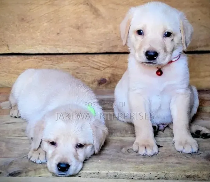 1-3 months Female Purebred Labrador Retriever