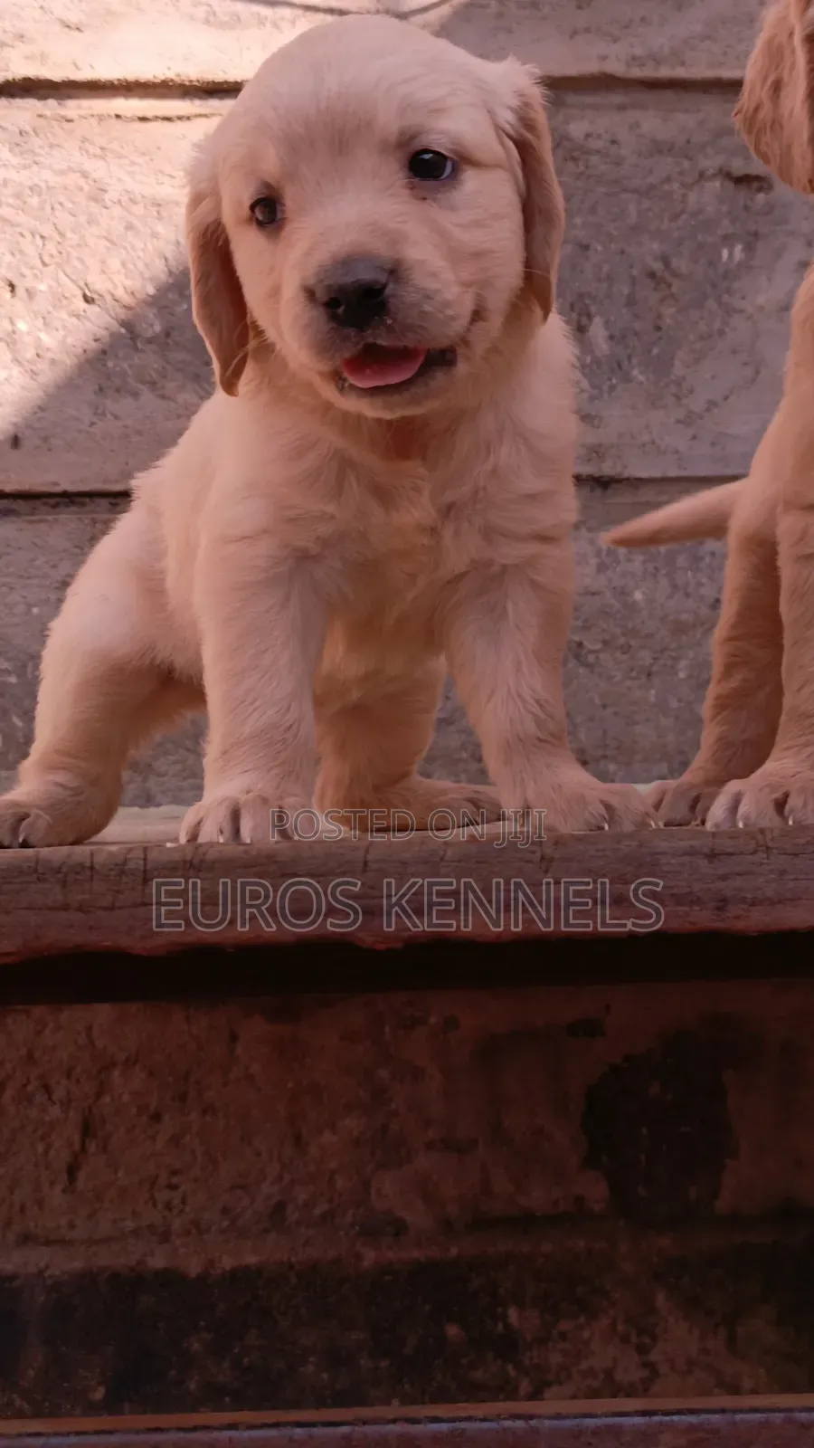 1-3 months Male Purebred Golden Retriever