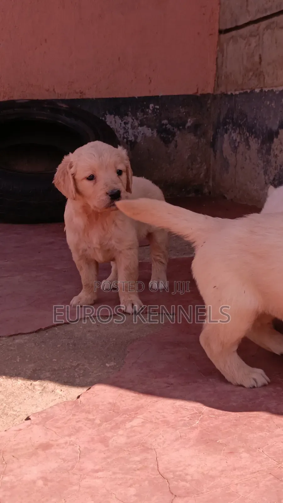 1-3 months Male Purebred Golden Retriever