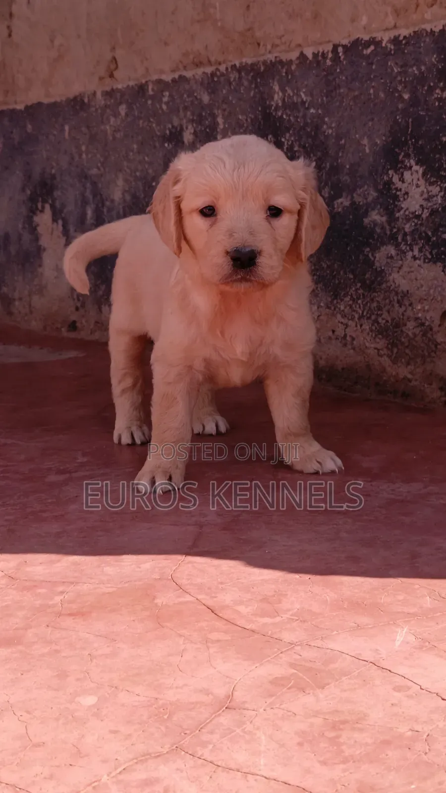 1-3 months Male Purebred Golden Retriever