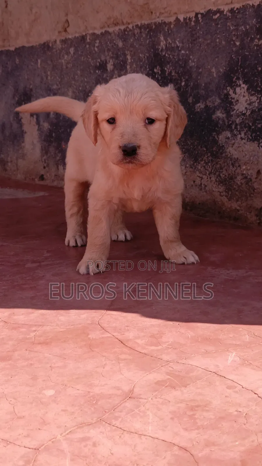 1-3 months Male Purebred Golden Retriever