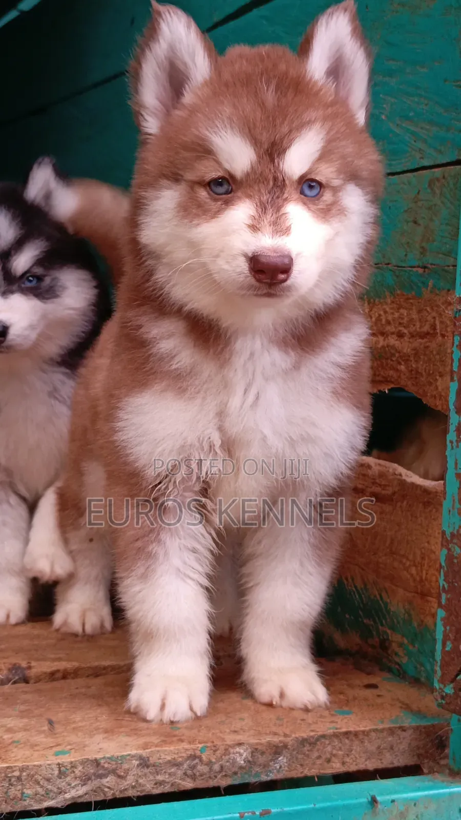 1-3 months Female Purebred Siberian Husky