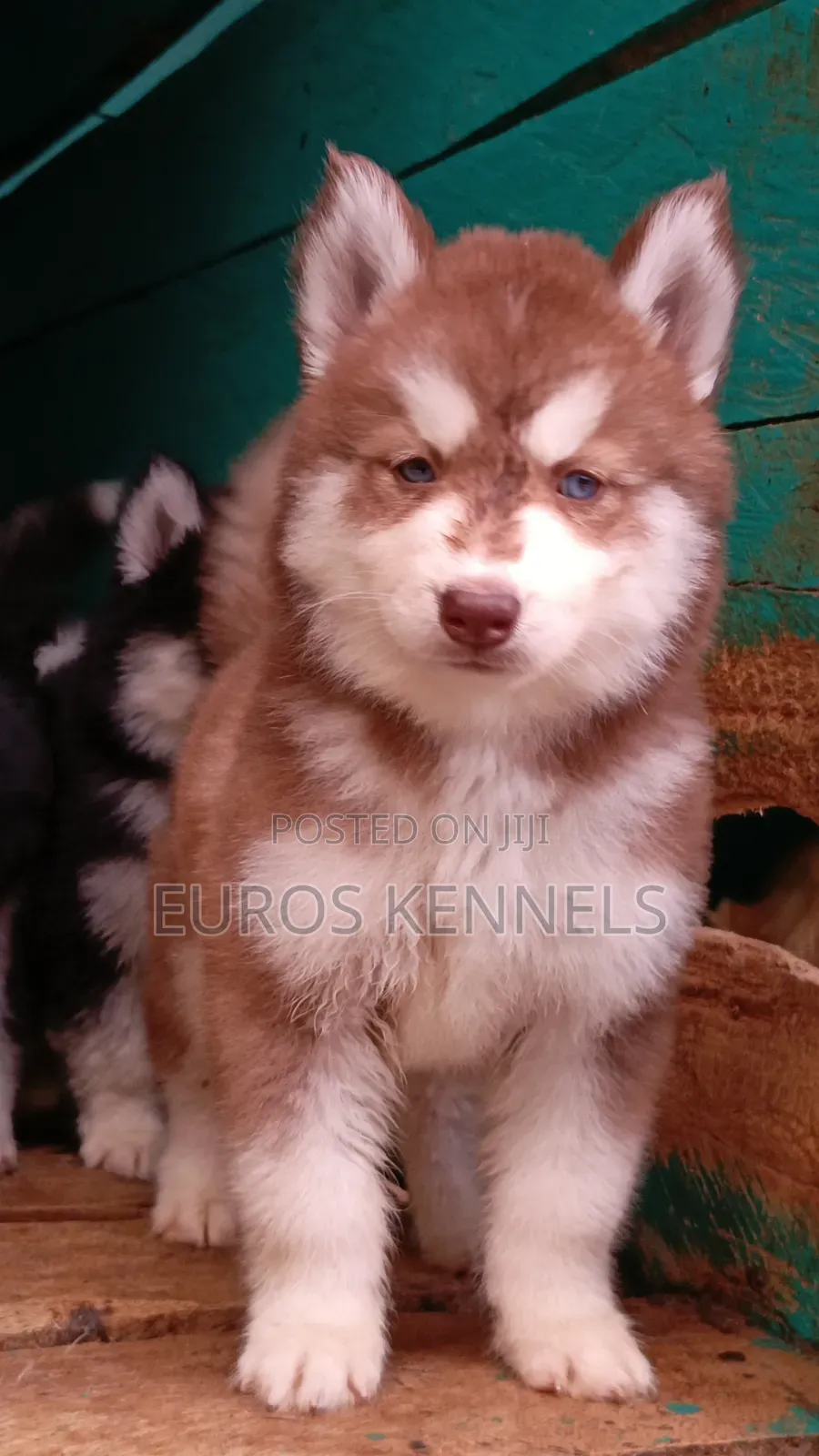 1-3 months Female Purebred Siberian Husky