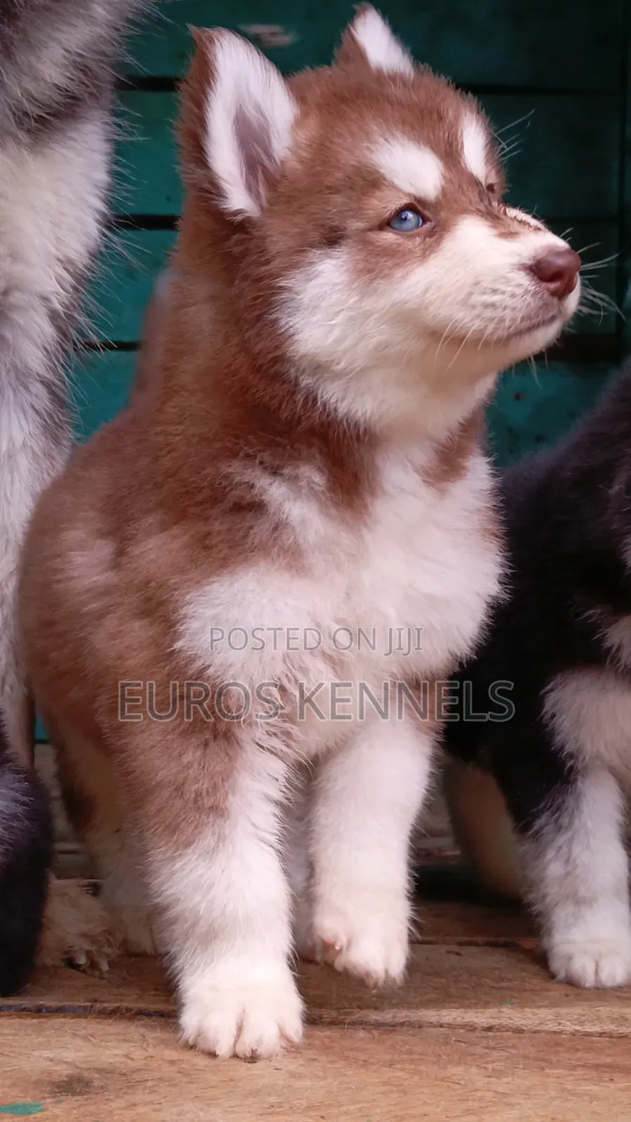 1-3 months Female Purebred Siberian Husky