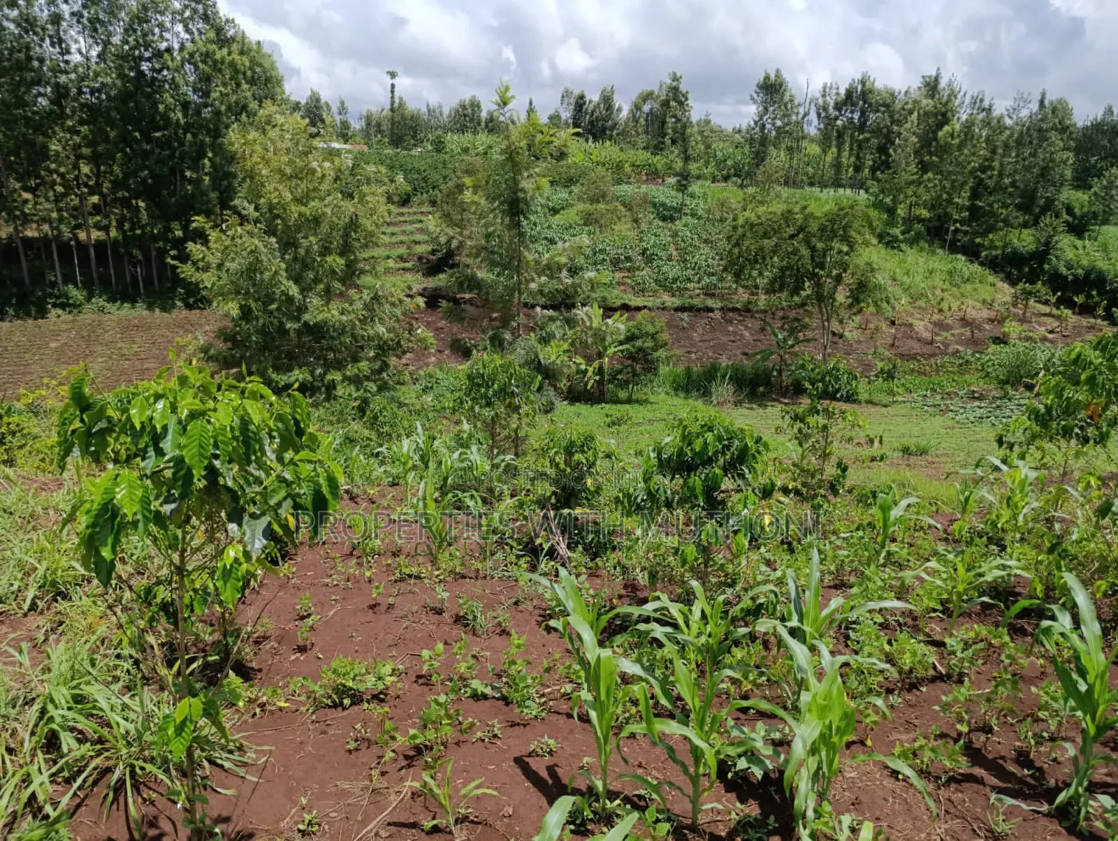 1/4 Acre Plot for Sale in Kiamuthambi, Kirinyaga County.