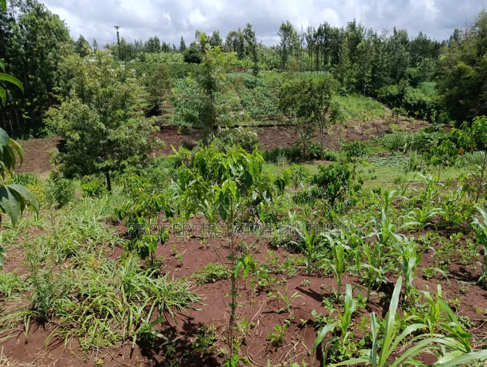 1/4 Acre Plot for Sale in Kiamuthambi, Kirinyaga County.