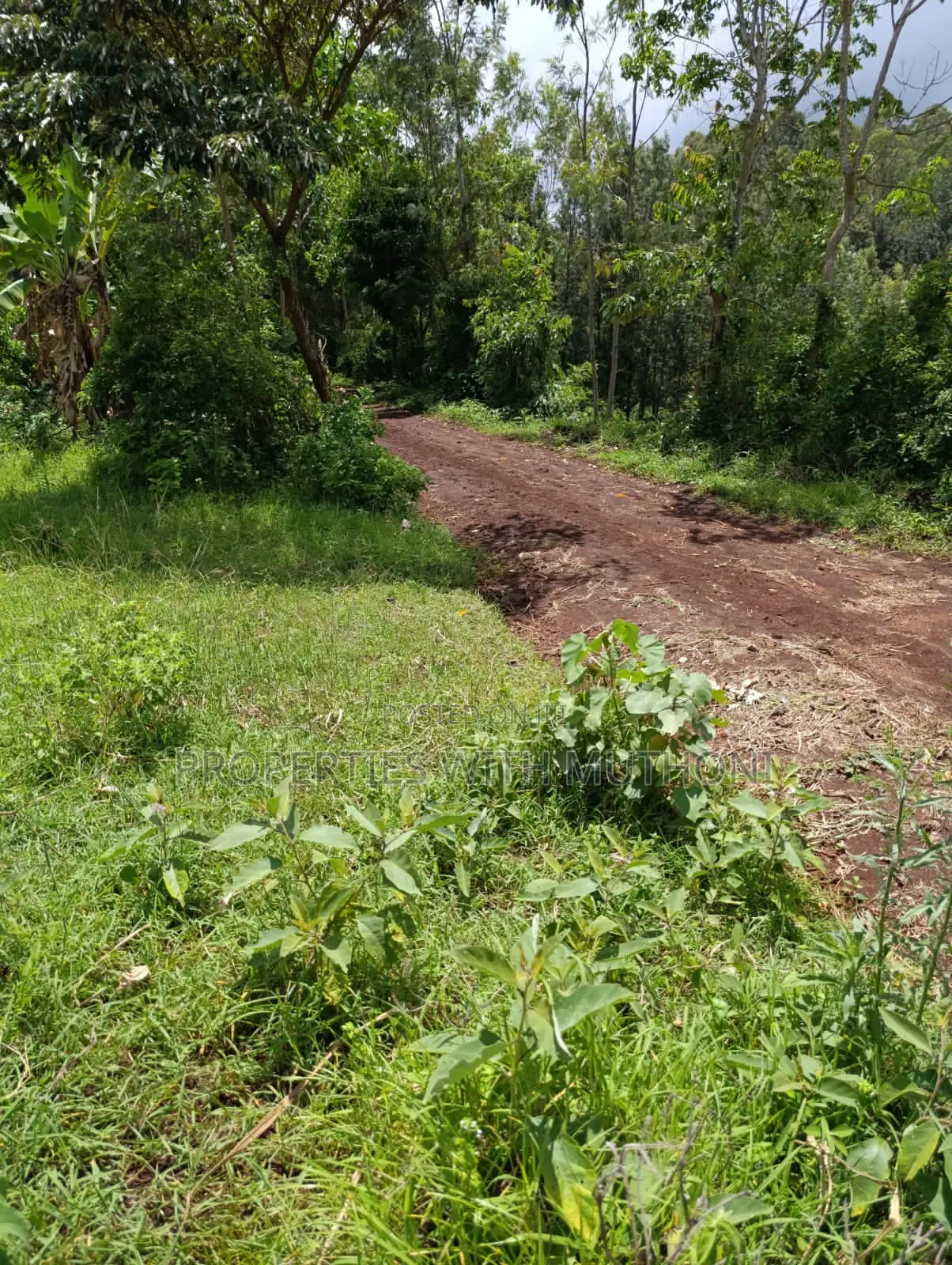 1/4 Acre Plot for Sale in Kiamuthambi, Kirinyaga County.