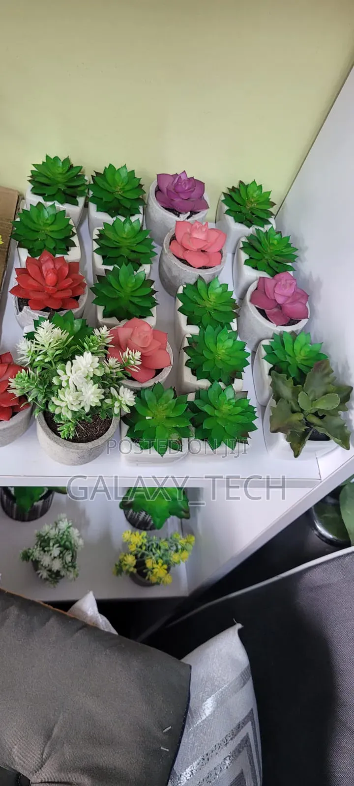 Mini Succulents
