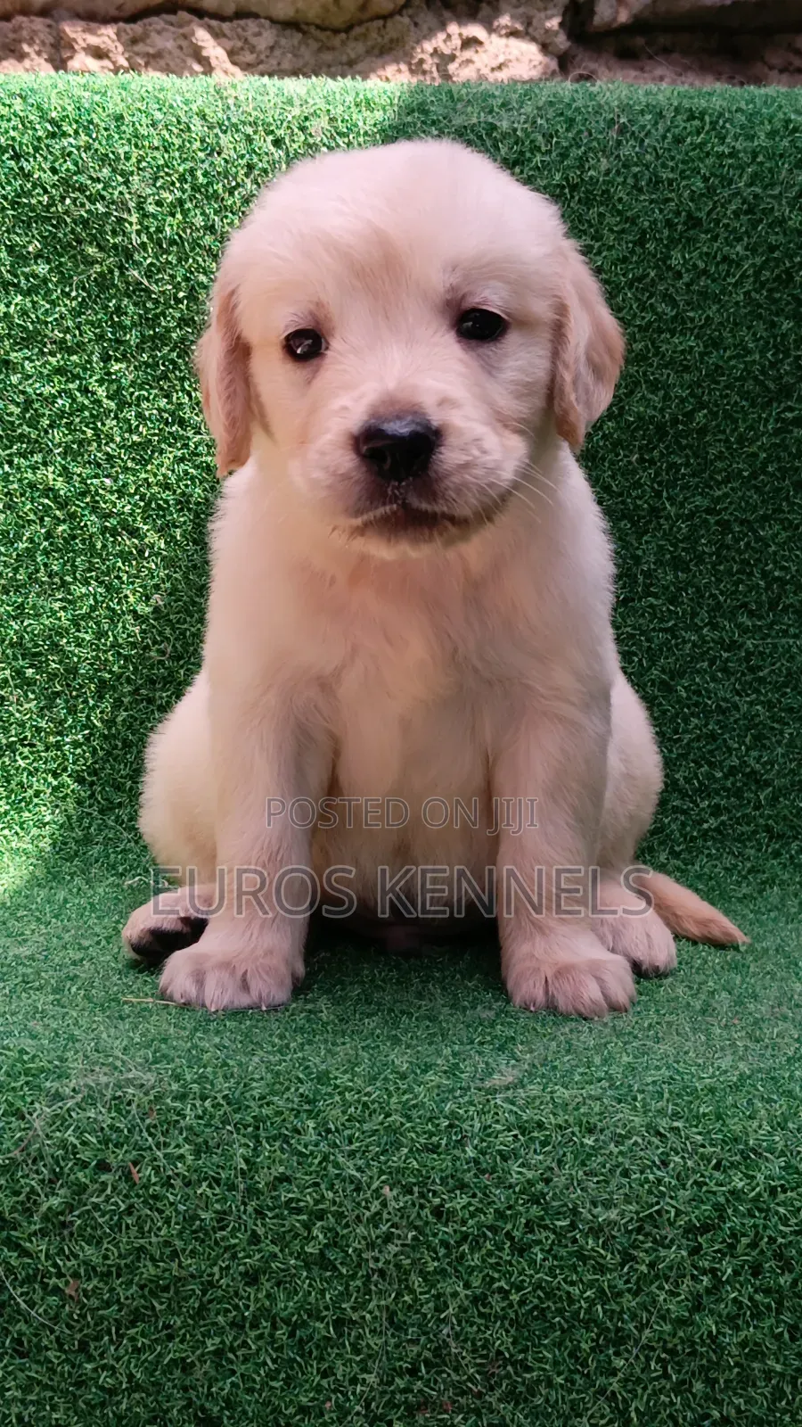 1-3 months Male Purebred Golden Retriever